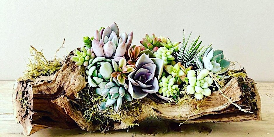 Wine & Design Living Succulent Driftwood Centerpiece Workshop