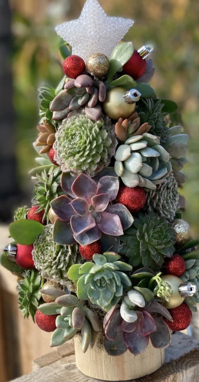 Living Succulent Christmas Tree - December 19, 2025