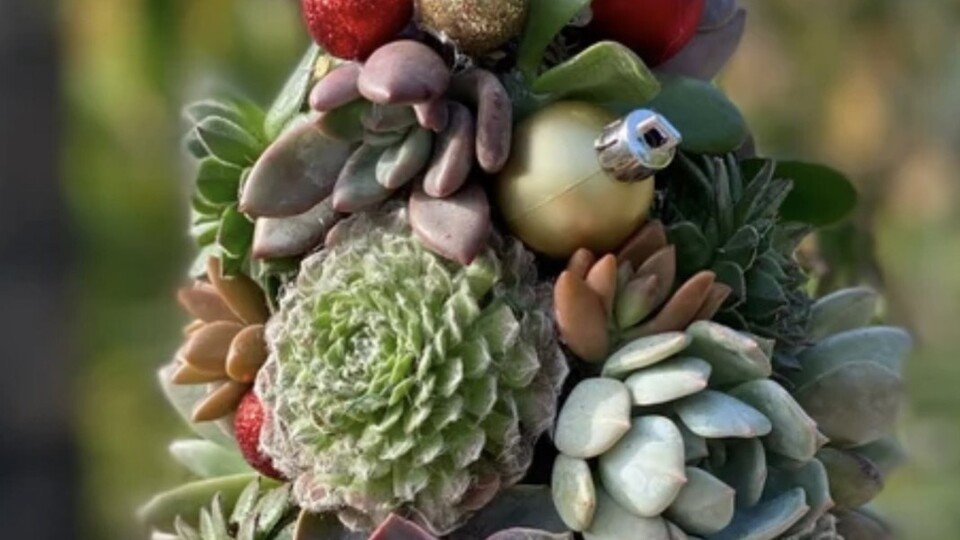 Living Succulent Christmas Tree - December 19, 2025